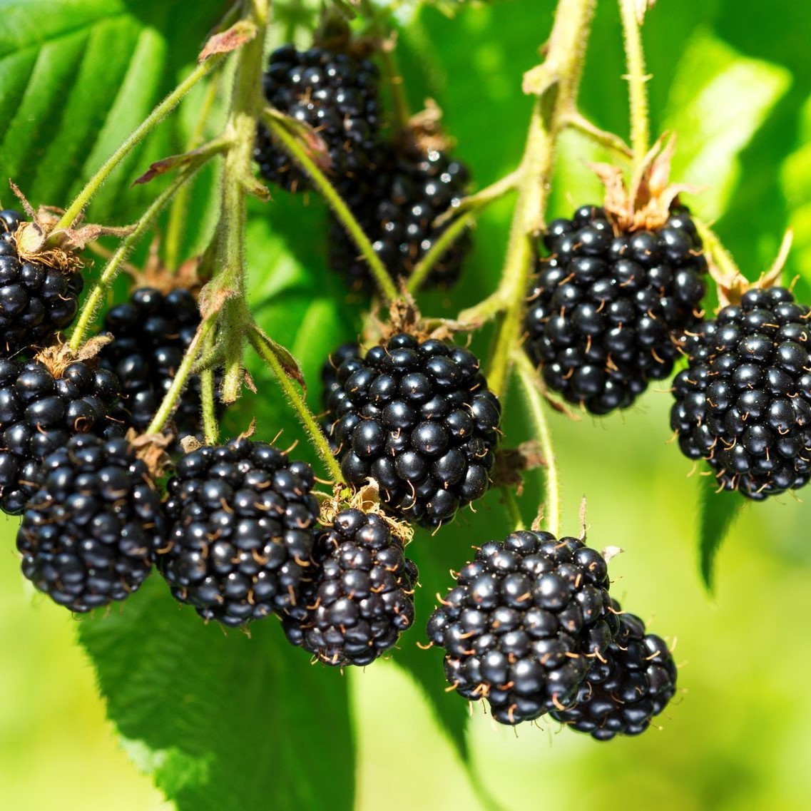 Саджанці ожини Хелен (Helen) - безколючкова, рання, солодка, фото 1