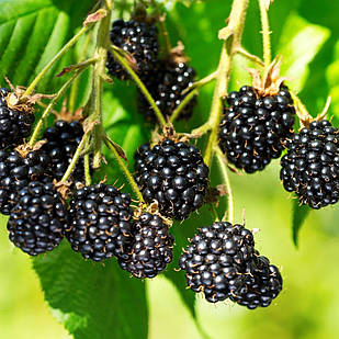 Саджанці ожини Хелен (Helen) - безколючкова, рання, солодка