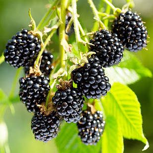 Саджанці ожини Арапахо (Arapaho) - безколючкова, урожайна, транспортабельна