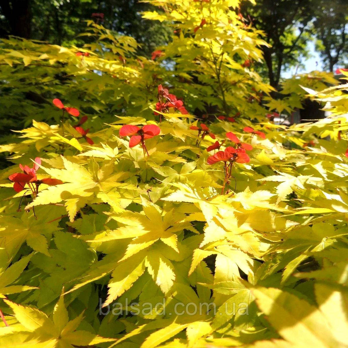 Клен японський Саммерголд / h 40-60 / Acer Summergold