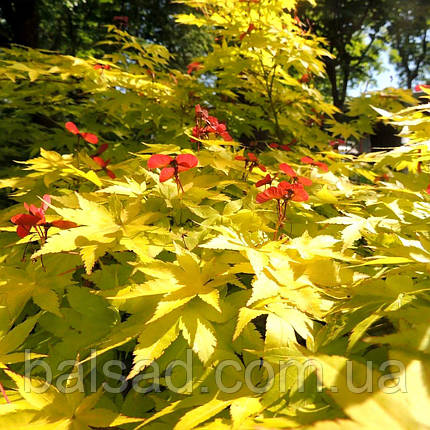 Клен японський Саммерголд / h 40-60 / Acer Summergold, фото 1