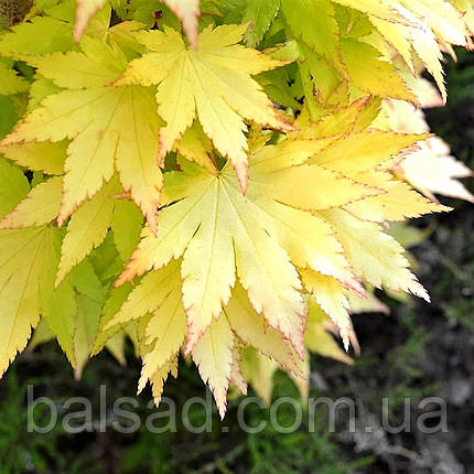 Клен японський Саммерголд / h 40-60 / Acer Summergold, фото 3