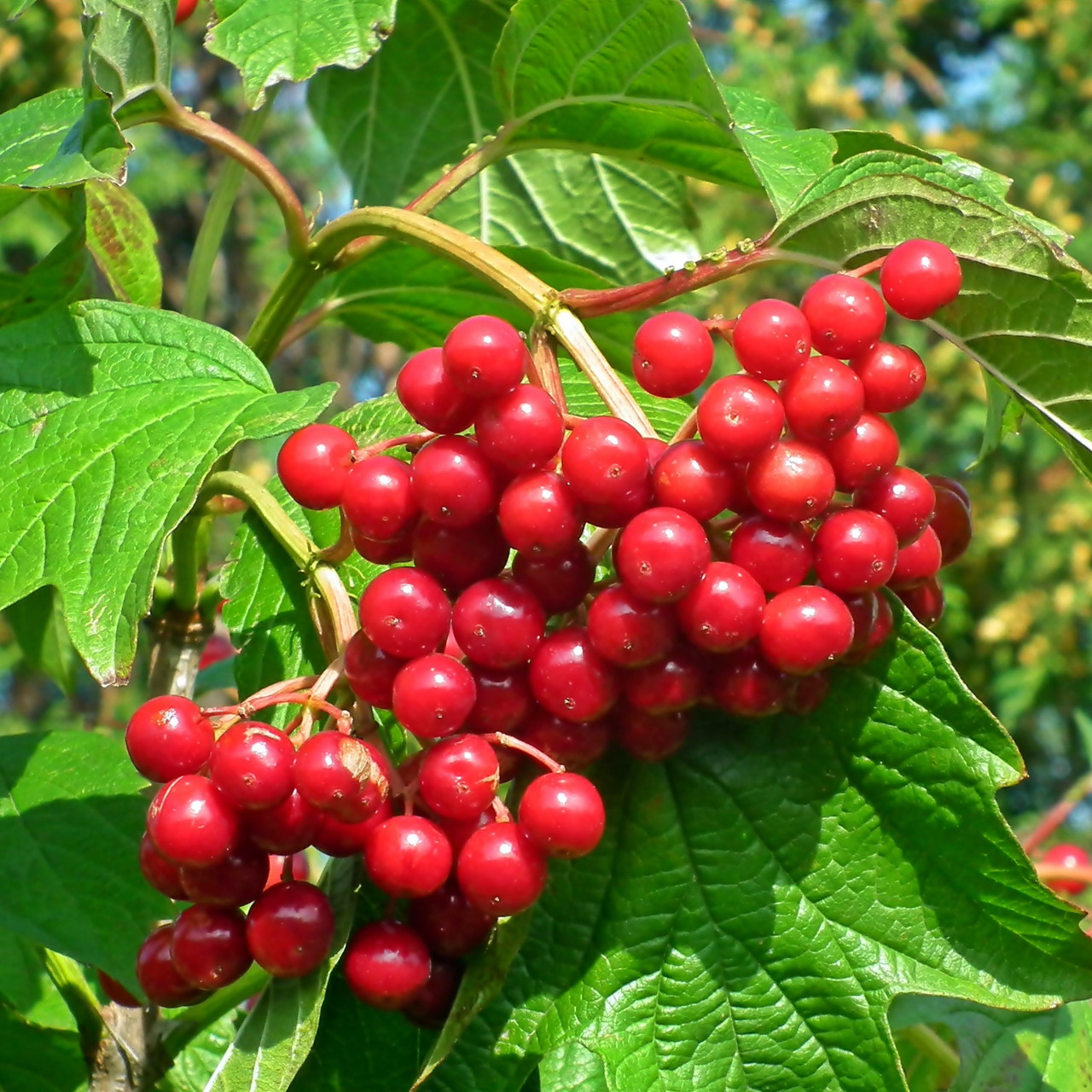 Саджанці калини червоної Садова 1 (Vibumum opulus) - рання, червона, крупноплідна