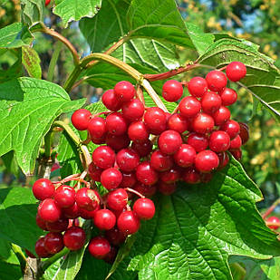 Саджанці калини червоної Садова 1 (Vibumum opulus) - рання, червона, крупноплідна