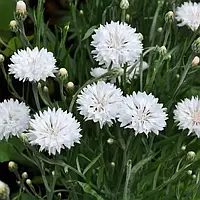 Волошка махрова, Том Пауз, біла, 5 г