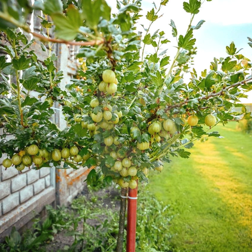 Саджанці Агрусу штамбового Ковчег - середньо-пізній, високоврожайний середньоранній, зимостійкий, фото 1