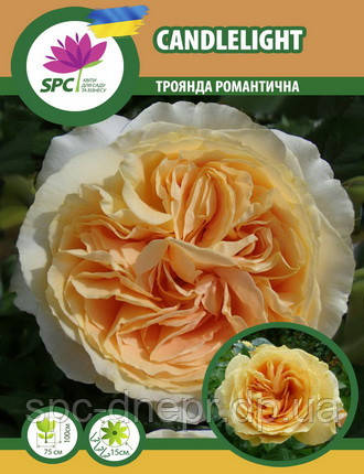 Троянда романтична Candlelight