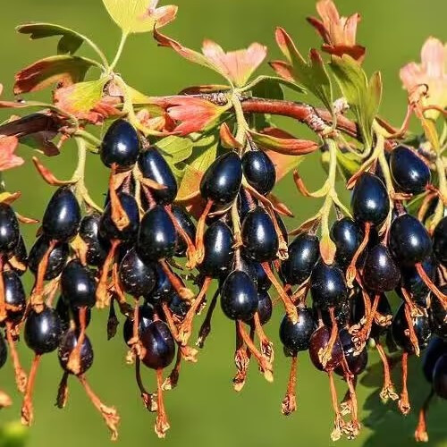 Саджанці смородини чорної Золотиста - середня, висока, невибаглива, фото 1