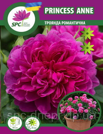 Троянда романтична Princess Anne