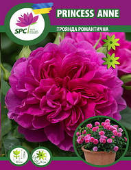 Троянда романтична Princess Anne