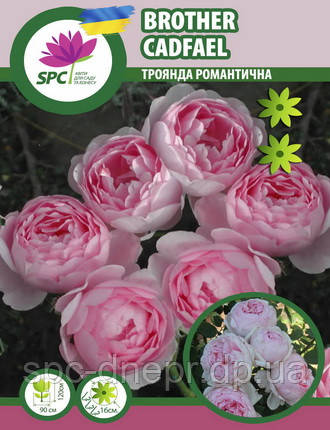 Троянда романтична Brother Cadfael