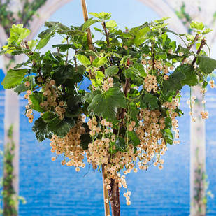 Саджанці смородини штамбової Сніжана - середня, солодка, ароматна