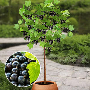 Саджанці смородини штамбової чорної Ядреная - середньо-пізня, крупноплідна, скороплодная