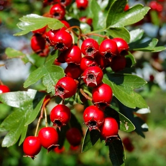 Саджанці Глоду Арнольд (Crataegus Arnold)