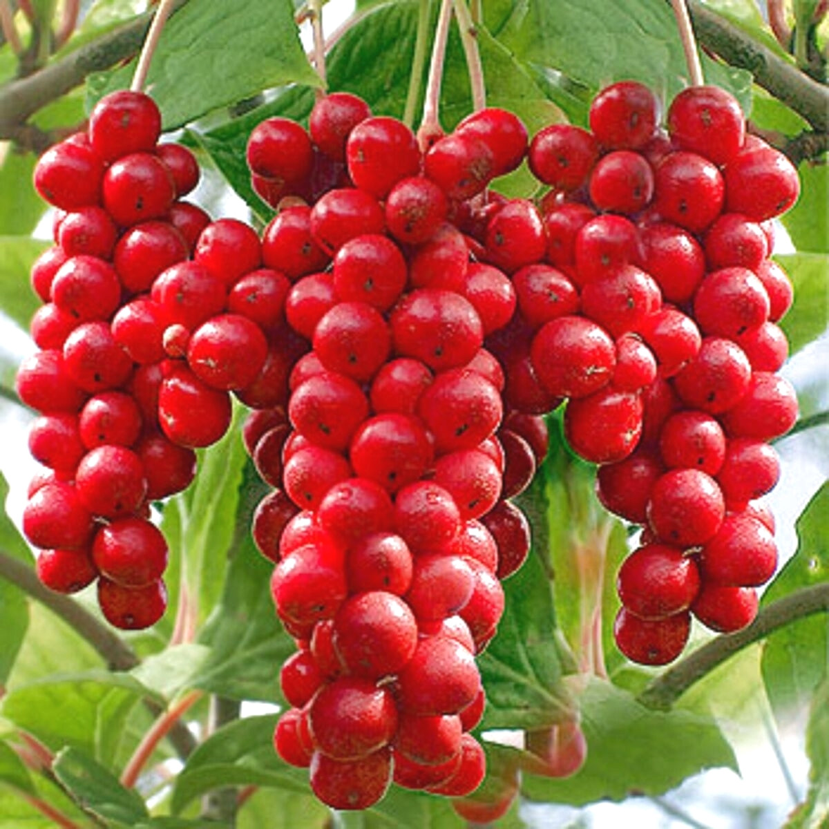 Саджанці Лимонника Китайського (Schisandra chinensis) Р9