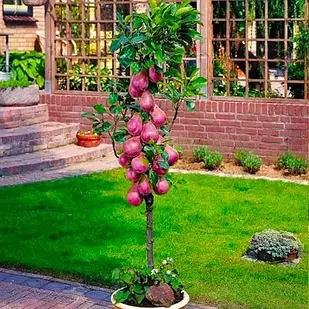 Саджанці Груші колоновидної Кармен - літнього терміну, транспортабельна, морозостійка