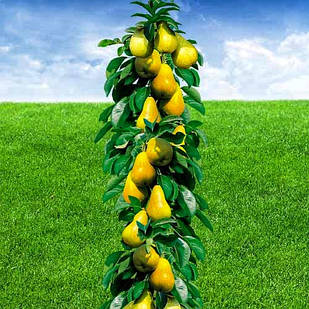 Саджанці Груші колоновидної Медова - пізньоосіннього строку, солодка, морозостійка, велика