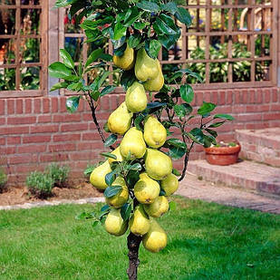 Саджанці Груші колоновидної Г1 - зимового терміну, урожайний, морозостійка
