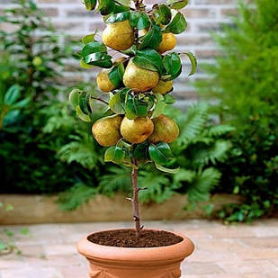 Саджанці Груші колоновидної Г2 - осіннього строку, скороплодний, зимостійкий