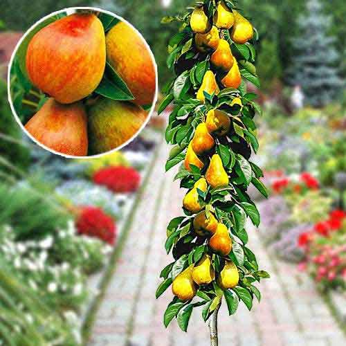 Саджанці Груші колоновидної Г3 - зимового терміну, транспортабельна, зимостійка, фото 1