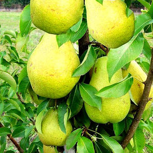 Саджанці Груші колоновидної Г4 - зимово осінній строку, десертна, морозостійка