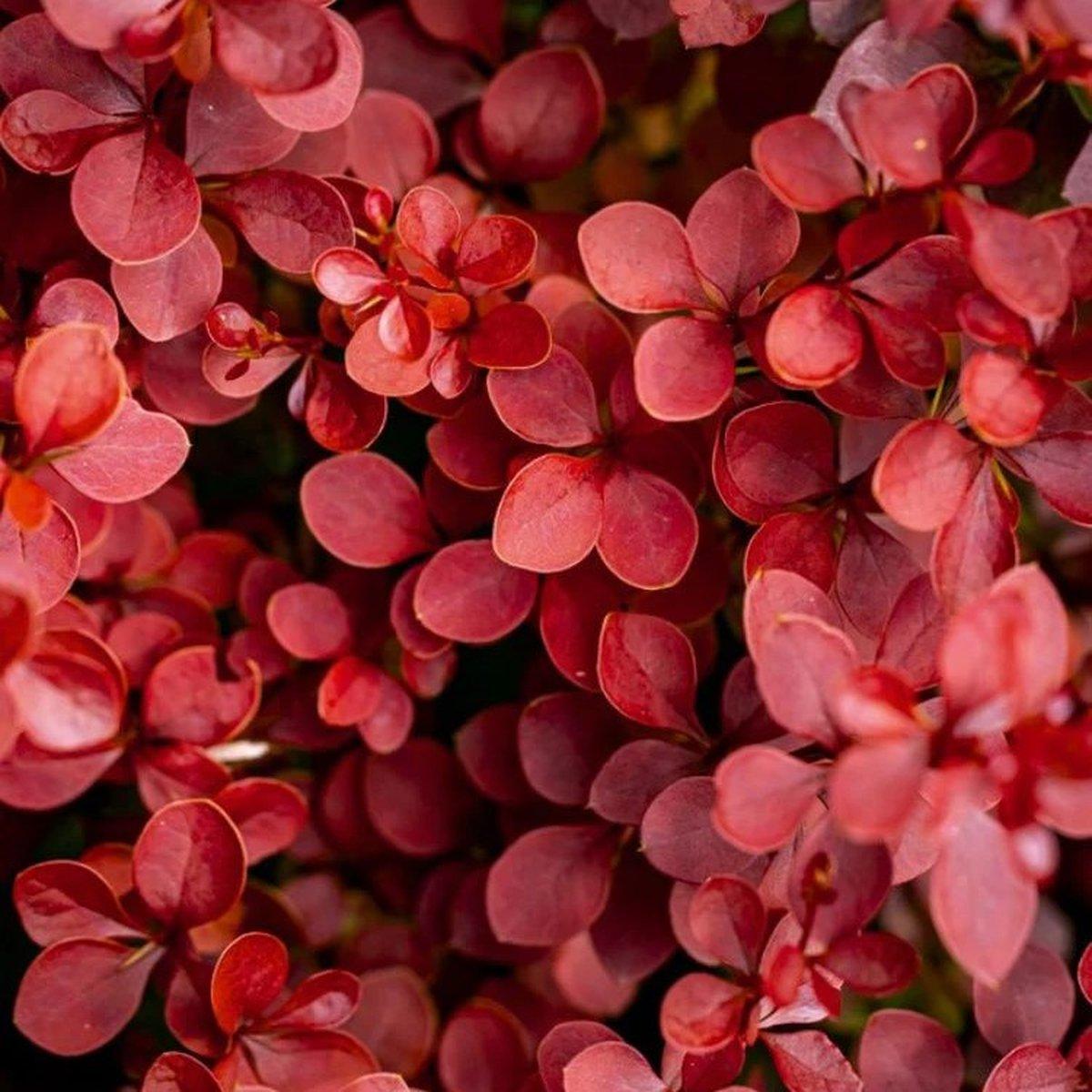 Барбарис Тунберга Вулкано / Berberis thunbergii Volcano