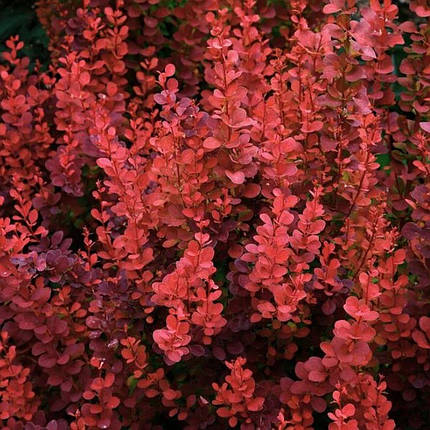 Барбарис Тунберга Вулкано / Berberis thunbergii Volcano, фото 2