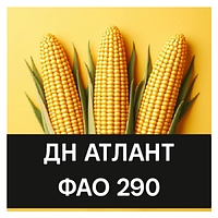 Насіння кукурудзи ДН АТЛАНТ Фао 290 2024р