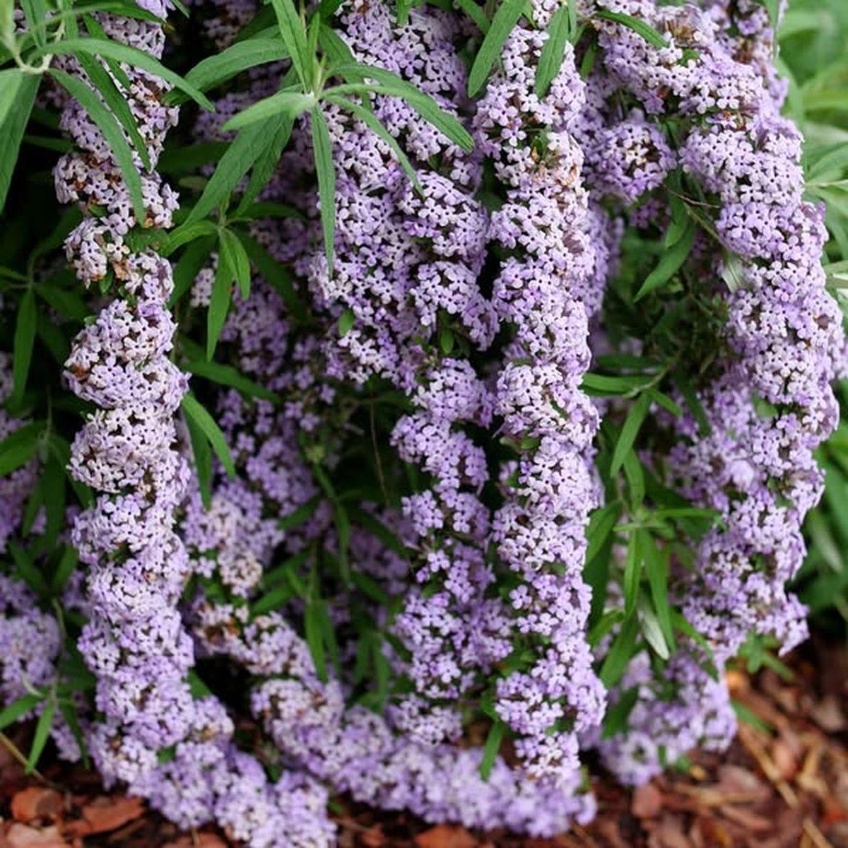 Будлея чергополиста Унік / Р9 / Buddleja alternifolia Unique