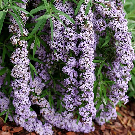 Будлея чергополиста Унік / Р9 / Buddleja alternifolia Unique, фото 1