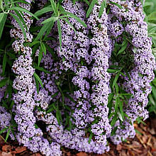 Будлея чергополиста Унік / Р9 / Buddleja alternifolia Unique
