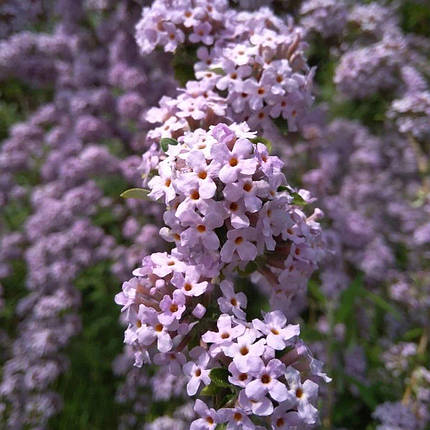 Будлея чергополиста Унік / Р9 / Buddleja alternifolia Unique, фото 2