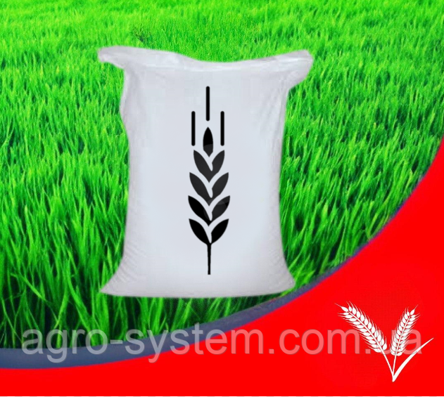 Середньоранній ярий ячмінь Амідала Еліта, фото 1