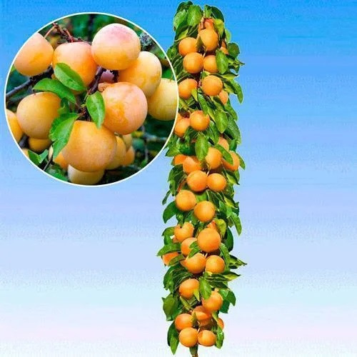 Саджанці Сливи колоновидної Медова - раннього терміну, урожайна, морозостійка, фото 1