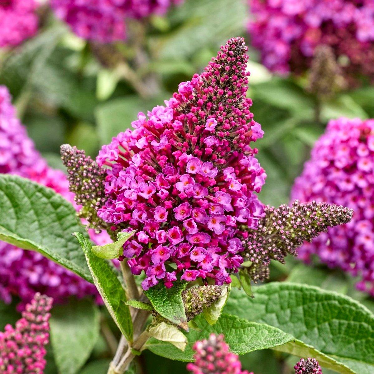 Будлея Літл Рокстарс Ред / С2 / Buddleja Little Rockstars Red
