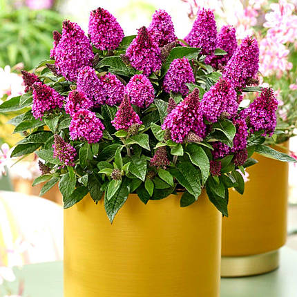 Будлея Літл Рокстарс Ред / С2 / Buddleja Little Rockstars Red, фото 2
