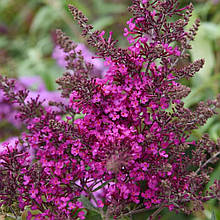 Будлея Октопус Маджента / Р9 / Buddleja Octopus Magenta