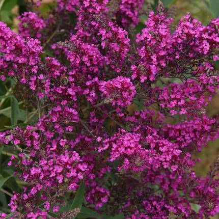 Будлея Октопус Маджента / Р9 / Buddleja Octopus Magenta, фото 2