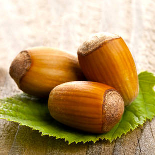 Саджанці Фундука (ліщини) Гарібальді - середній, промисловий, урожайний