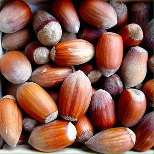 Саджанці Фундука (ліщини) Грандіозний - середній, урожайний, невибагливий