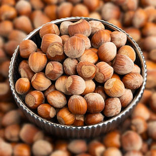 Саджанці Фундука (ліщини) Ракетний - середній, тонкошкірий, урожайний