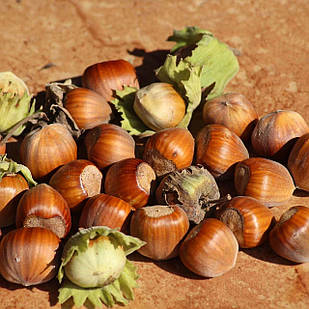 Саджанці Фундука (ліщини) Булавовидний - середній, великоплідний, зимостійкий