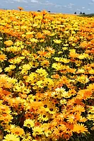 Диморфотека (африканська ромашка) суміш 10 г