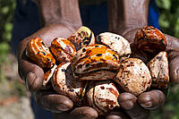 Kola Nut: горіх кола – потужний природний енерготонік і джерело  життєвої активності