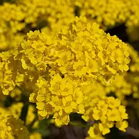 Аліссум Гірське золото 5 г