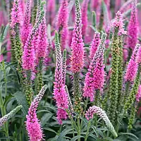 Вероніка Королівська рожева 1 г