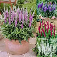 Вероніка Королівська суміш 1 г