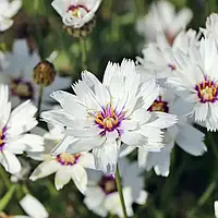 Катананхе Альба біла 1 г