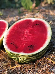 Кавун Балатон F1 Syngenta/Швейцарія 10 шт (zip-paket)