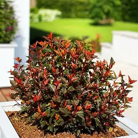 Пухироплідник калинолистий Magical Sweet Cherry Tea 2 річний, Пузыреплодник калинолистный Меджикал Свит Черри